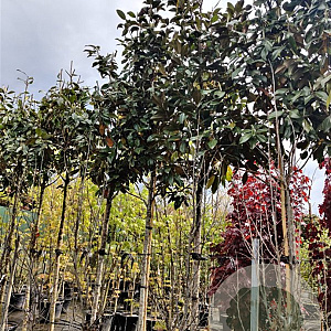 Magnolia grand. 'Galissonnière' 200 cm stam container 18-20 leiboom