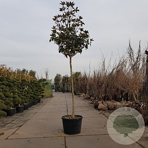 Magnolia grand. 'Galissonnière' 200 cm stam container 18-20 leiboom