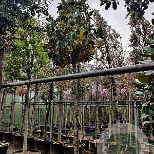 Magnolia grand. 'Galissonnière' 200 cm stam container 18-20 leiboom