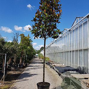 Magnolia grand. 'Galissonnière' 200 cm stam container 18-20 leiboom