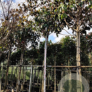 Magnolia grand. 'Galissonnière' 200 cm stam container 20-25 leiboom
