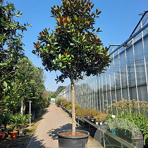 Magnolia grand. 'Galissonnière' 200 cm stam container 25-30
