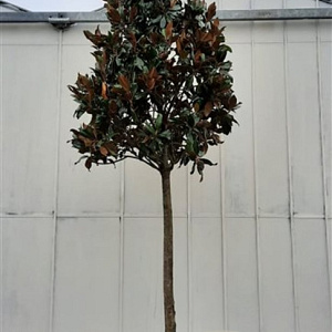 Magnolia grand. 'Galissonnière' 200 cm stam container 25-30