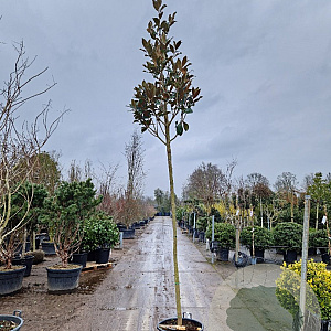 Magnolia grand. 'Galissonnière' 220 cm stam container 12-14