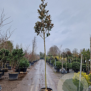 Magnolia grand. 'Galissonnière' 220 cm stam container 12-14