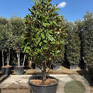 Magnolia grand. 'Galissonnière' 250-300 cm cont. 230L paraplu