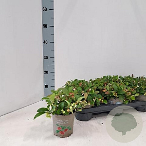 Gaultheria proc. Big Berry 10-15 cm C1