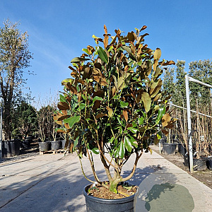 Magnolia grand. 'Goliath' 140-160 cm container meerstammig