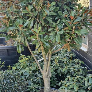 Magnolia grand. 'Goliath' 150-175 cm container solitair 40-45
