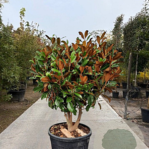 Magnolia grand. 'Goliath' 150-175 cm container solitair 40-45