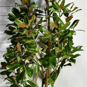 Magnolia grand. 'Goliath' 175-200 cm 35L