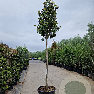 Magnolia grand. 'Goliath' 200 cm stam container 20-25 leiboom