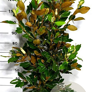 Magnolia grand. 'Little Gem' 100-125 cm 15L
