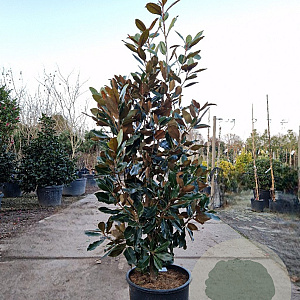 Magnolia grand. 'Little Gem' 140-160 cm 25L
