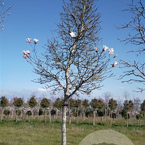 Magnolia kobus 200 cm stam container 20-25 leiboom