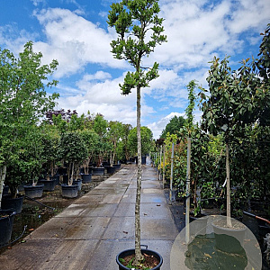 Magnolia stellata 180 cm stam container 14-16