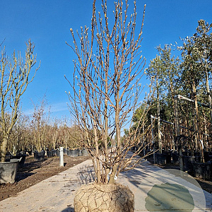 Magnolia 'Susan' 200-225 cm draadkluit extra