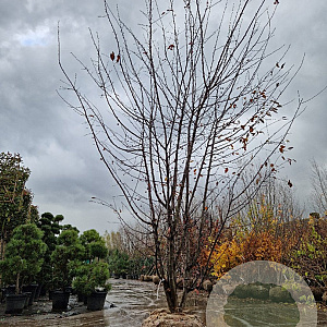 Malus toringo 400-450 cm draadkluit meerstammig