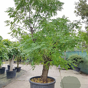 Melia azedarach 70 cm container 60-80