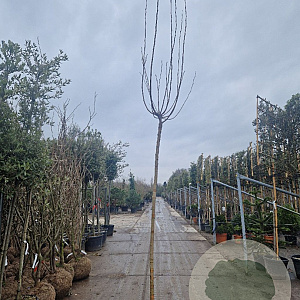 Morus alba 'Fruitless' 220 cm stam container 12-14