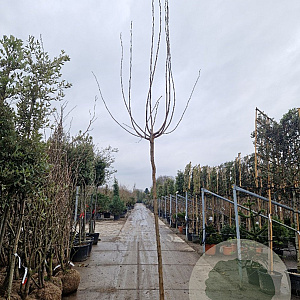 Morus alba 'Fruitless' 220 cm stam container 18-20 lei 150x120