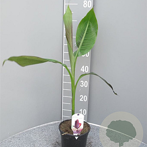 Musa sikkimensis 'Red Tiger' GM P17