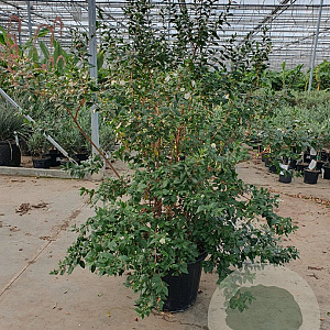 Myrtus communis tarentina 80-100 cm 2,5L