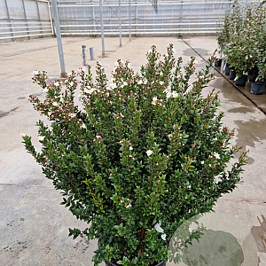 Myrtus communis tarentina 80-90 cm 20L
