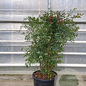 Nandina domestica 100-125 cm 45L