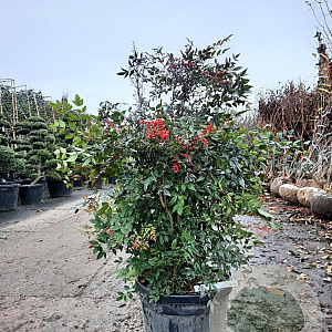 Nandina domestica 100-125 cm 45L