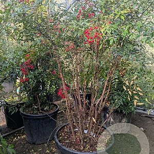 Nandina domestica 100-125 cm 45L