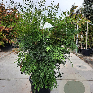 Nandina domestica 125-150 cm 45L