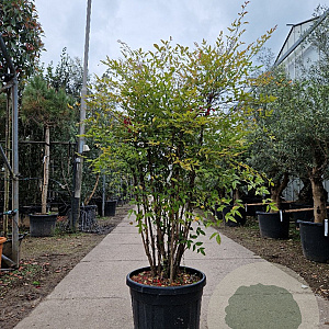 Nandina domestica 125-150 cm 45L