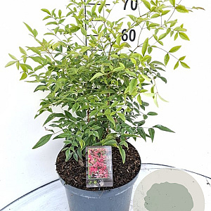 Nandina domestica 40-60 cm 10L