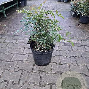 Nandina domestica 40-60 cm 10L