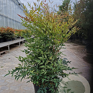 Nandina domestica 60-80 cm 25L