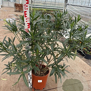 Nerium oleander 80-100 cm 14L