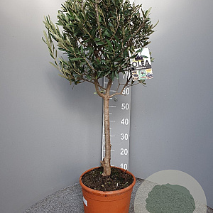 Olea europaea 100 cm C8 stam