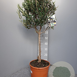 Olea europaea 100 cm C8 stam