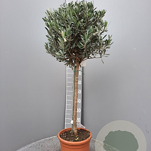 Olea europaea 100 cm C8 stam