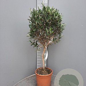Olea europaea 100 cm C8 stam