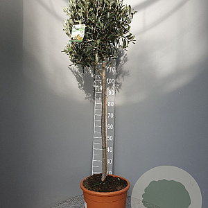 Olea europaea 170 cm 15L stam