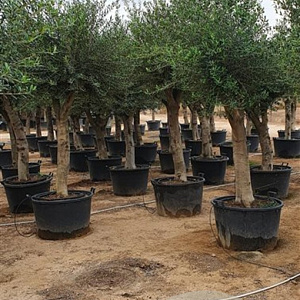 Olea europaea 180 cm stam container 50-60