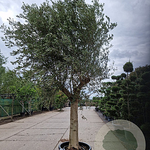 Olea europaea 180 cm stam container 50-60
