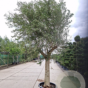 Olea europaea 180 cm stam container 50-60
