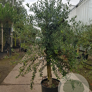 Olea europaea 240 cm stam container 20-25