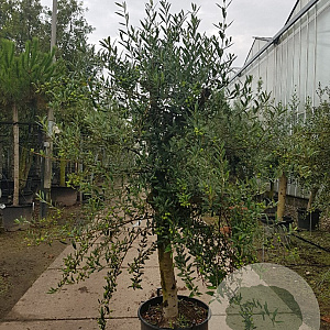 Olea europaea 240 cm stam container 20-25