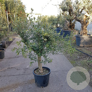 Olea europaea 240 cm stam container 20-25