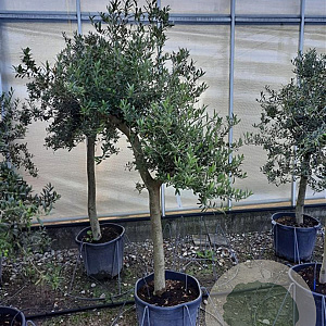 Olea europaea 250 cm stam container 20-25