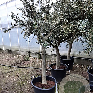 Olea europaea 250 cm stam container 20-25